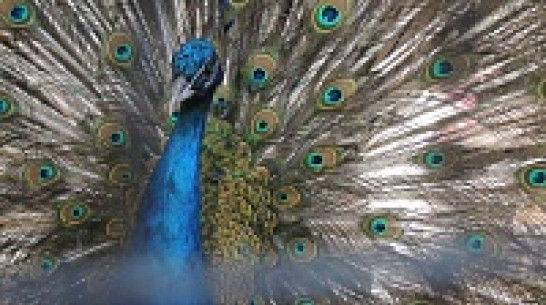 Воронежский зоопарк отменит плату за вход в честь своего 20-летия