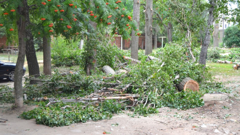 В Семилуках началась масштабная опиловка аварийных деревьев