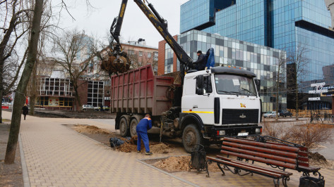 В центре Воронежа закончили вырубку «пылящих» тополей