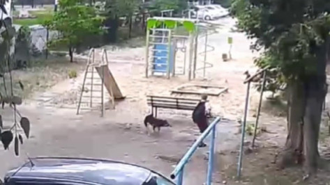 Воронежцы сообщили о напавших на подростка собаках: видео