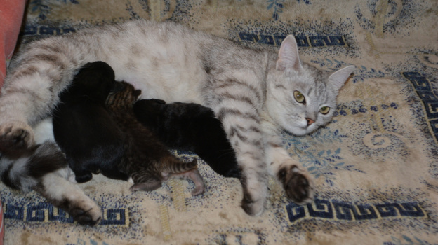 Жительница Калача рассказала о принявшей двух осиротевших щенят кошке
