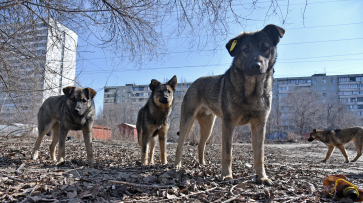Собачья жизнь. В Воронеже назвали пути решения проблемы с бездомными животными