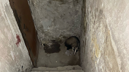 В подвале дома в центре Воронежа нашли барсука