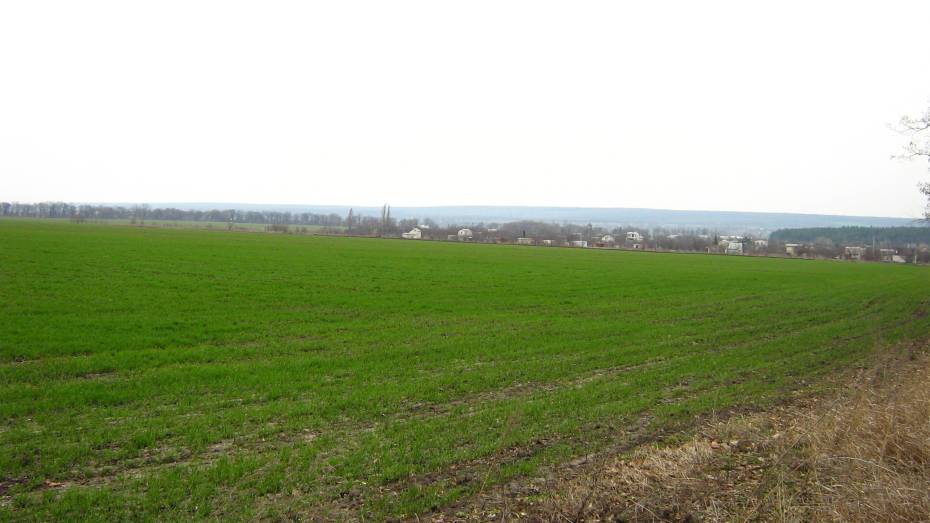 В Воронежской области погибло 8,4 тысячи гектаров озимых