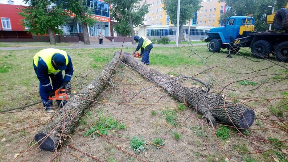 В центре Воронежа начали вырубать аварийные сухостойные деревья