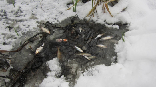 Массовую гибель рыбы в Усманке под Воронежем вызвал сброс стоков в Липецкой области