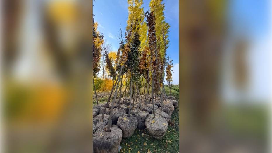 Осенью 2025 года на 40 улицах Воронежа высадят деревья и кустарники