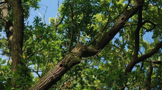 Областные власти проверят законность вырубки в воронежском сквере «Дубрава» 