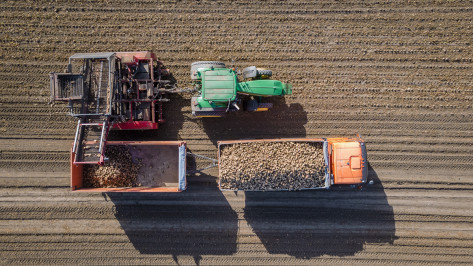 Воронежские заводы ГК «Продимекс» переработали более 4,32 млн тонн сахарной свеклы