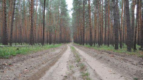 Губернатор попросил ускорить оформление земель для зеленого пояса Воронежа
