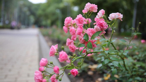Розы в Центральном парке Воронежа укрыли к зиме