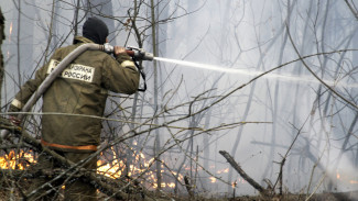 Воронежцев попросили не ездить в лес на автомобилях и не разжигать костры