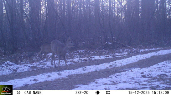 В Воронежском заповеднике любопытный косуленок изучал фотоловушку