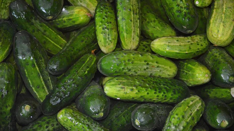 В Воронежской области взлетела цена на огурцы
