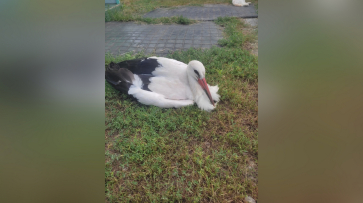 Выпавшего из гнезда птенца аиста приютила глава сельпоселения в Петропавловском районе