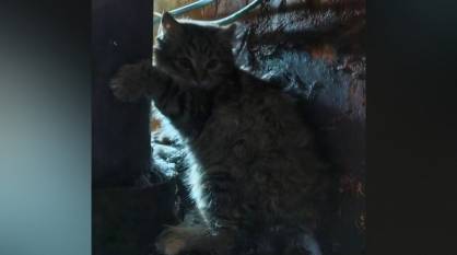 Воронежские спасатели помогли котенку, который примерз лапками к трубе