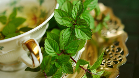 Производители лекарственных и эфиромасличных растений смогут получать господдержку