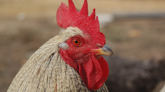 Тренера владивостокского ФК уволили после инцидента с брошенным петухом в Воронеже