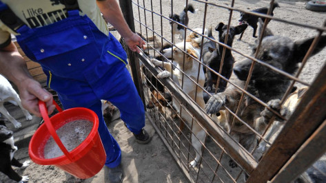Зоозащитница предложила открыть приют для бездомных животных в Анне