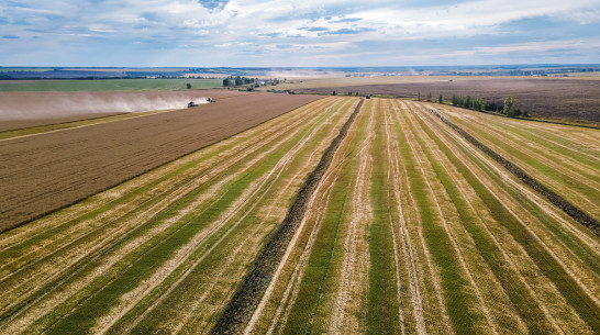 Аграрии ГК «Продимекс» подвели итоги работы в 2025 году в Воронежской области