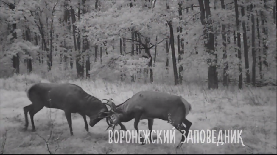 Воронежский заповедник опубликовал видео битвы благородных оленей