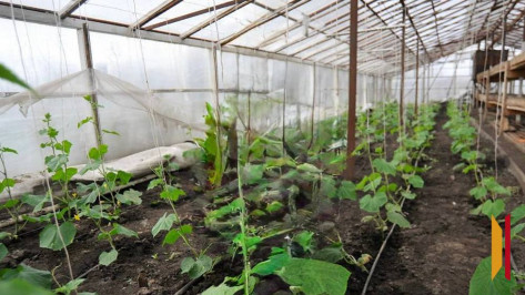 Появились подробности истории с «рабством» на ферме в Воронежской области