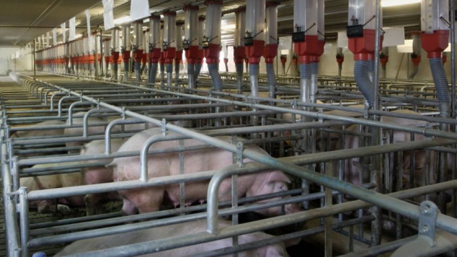 В Острогожском и Хохольском районах немецкая компания построит свинокомплексы