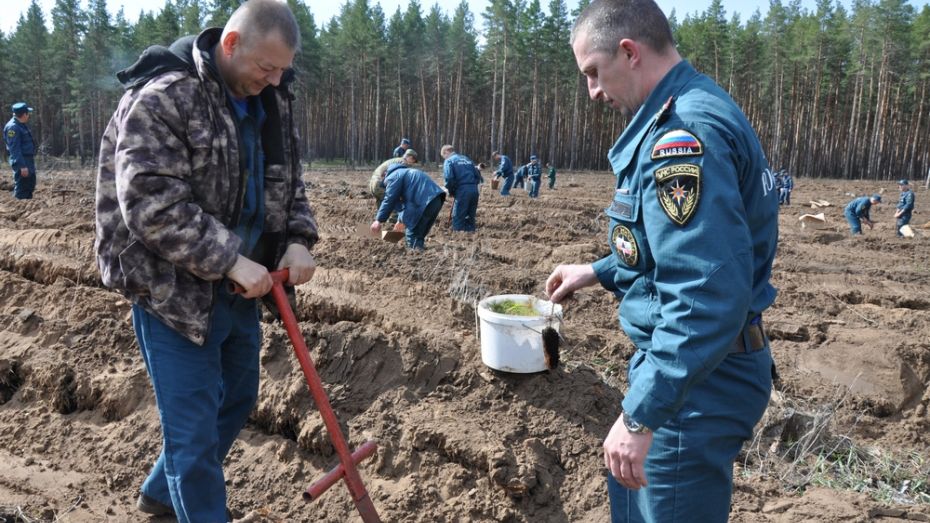 Павловские пожарные посадили новый лес