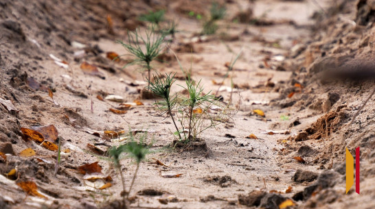 В Воронежской области высадят более 1,4 га леса