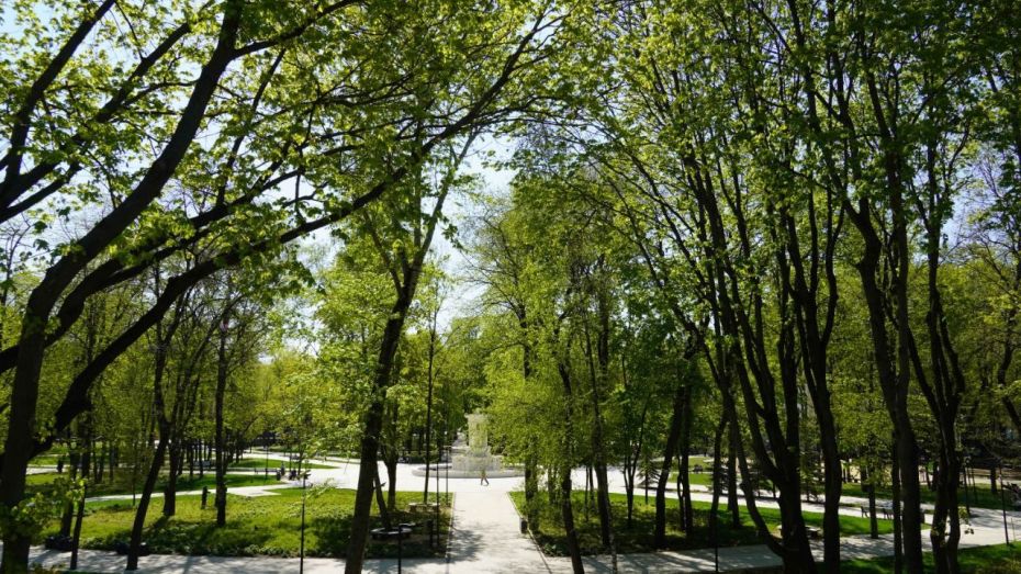 Воронежская ландшафтная мастерская будет ухаживать за зеленью в парке «Орленок»