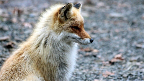 Департамент природных ресурсов объяснил ситуацию с выдачей разрешений на охоту на лис