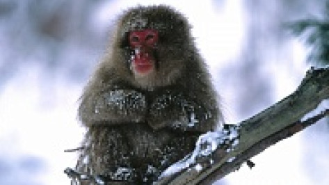 В Воронежском зоопарке обезьян спасают от холода чаем и глинтвейном