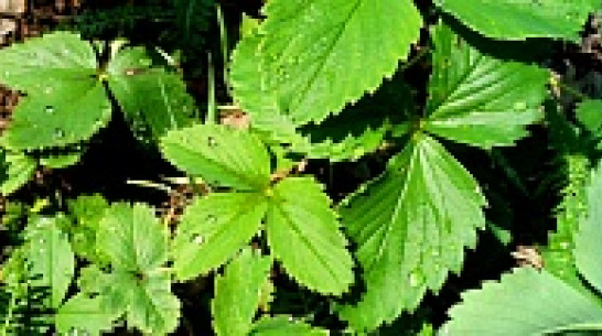 Погода в Воронеже на предстоящей неделе будет жаркой и дождливой