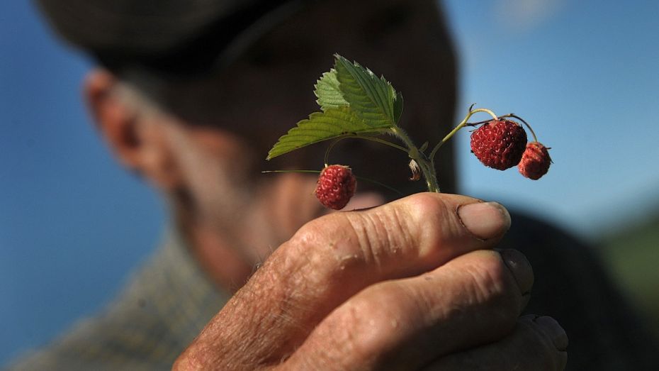 Жителям Воронежской области незаконно выписали штрафы за сбор грибов и ягод