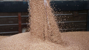 Губернатор Александр Гусев поблагодарил воронежских аграриев: собрано 2 млн тонн зерна