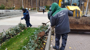 В Воронеже готовят к зиме розы в парках и скверах