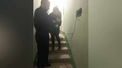 В Воронеже спасли кота, застрявшего в стене дома