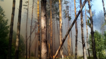 Начальник ГУ МЧС назвал дату снятия особого противопожарного режима в Воронежской области