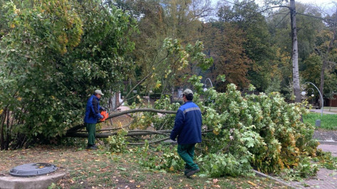 Сильный ветер повалил деревья в Центральном парке Воронежа