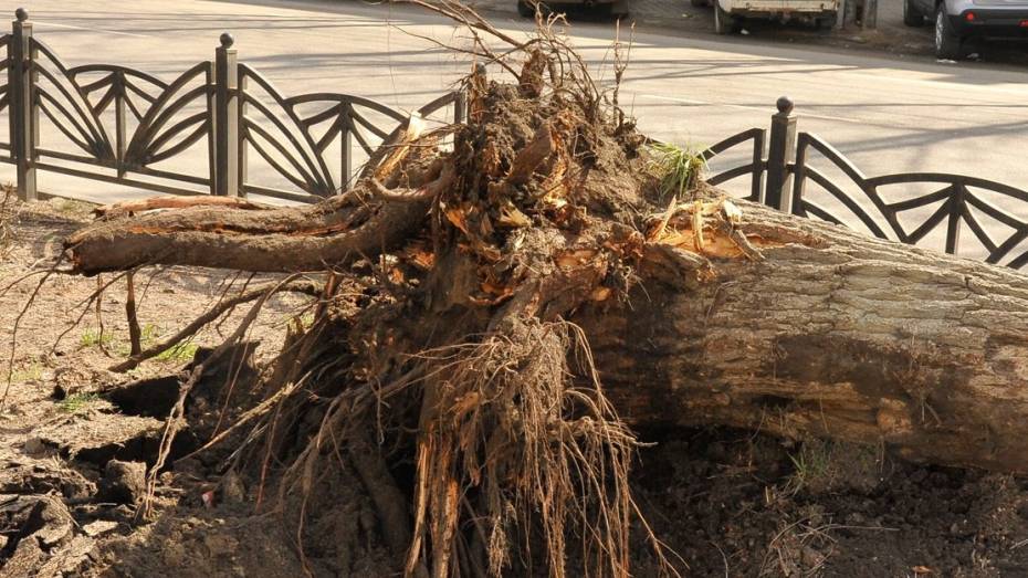 Глава села под Воронежем прокомментировал падение дерева на школьницу