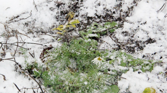 В Новохоперском районе зимой расцвела ромашка