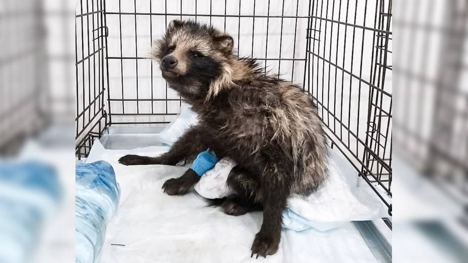 Хохольские зоозащитники попросили помощи в спасении енотовидной собаки