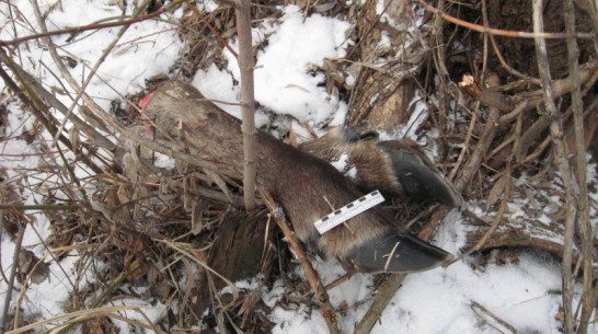 В Воронежской области браконьер застрелил заповедного лося