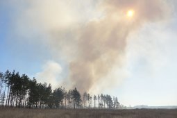 Высокий уровень пожарной опасности отметили в большинстве районов Воронежской области