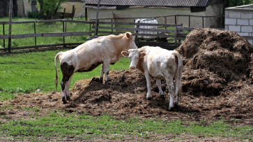 Коровы в воронежском очаге сибирской язвы умерли 28 августа и 5 сентября
