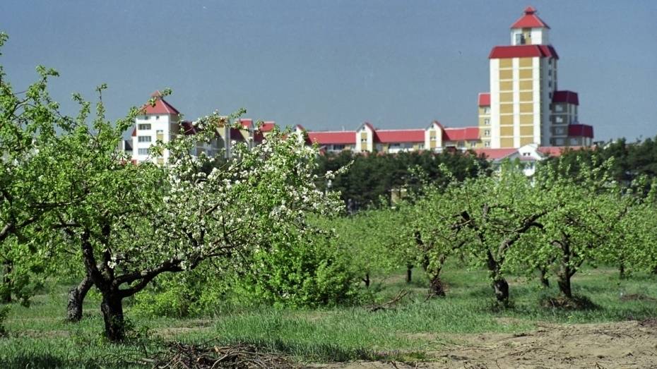 В Воронеже обсудят строительство школы и детсадов на месте яблоневого сада