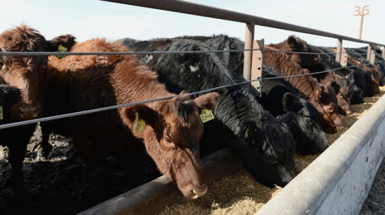 Воронежская область стала одной из лучших в развитии животноводства