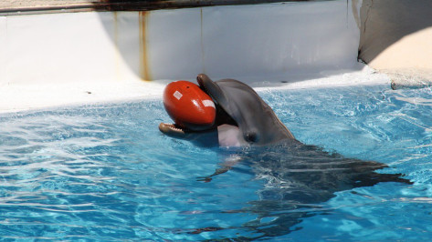 Воронежцы попросили губернатора и мэра запретить передвижные дельфинарии