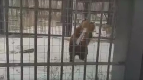 Воронежской медведице не удалось похудеть за зиму