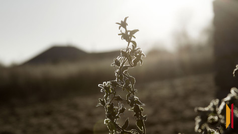 Стало известно, как повлияли прошедшие заморозки на посевы в Воронежской области